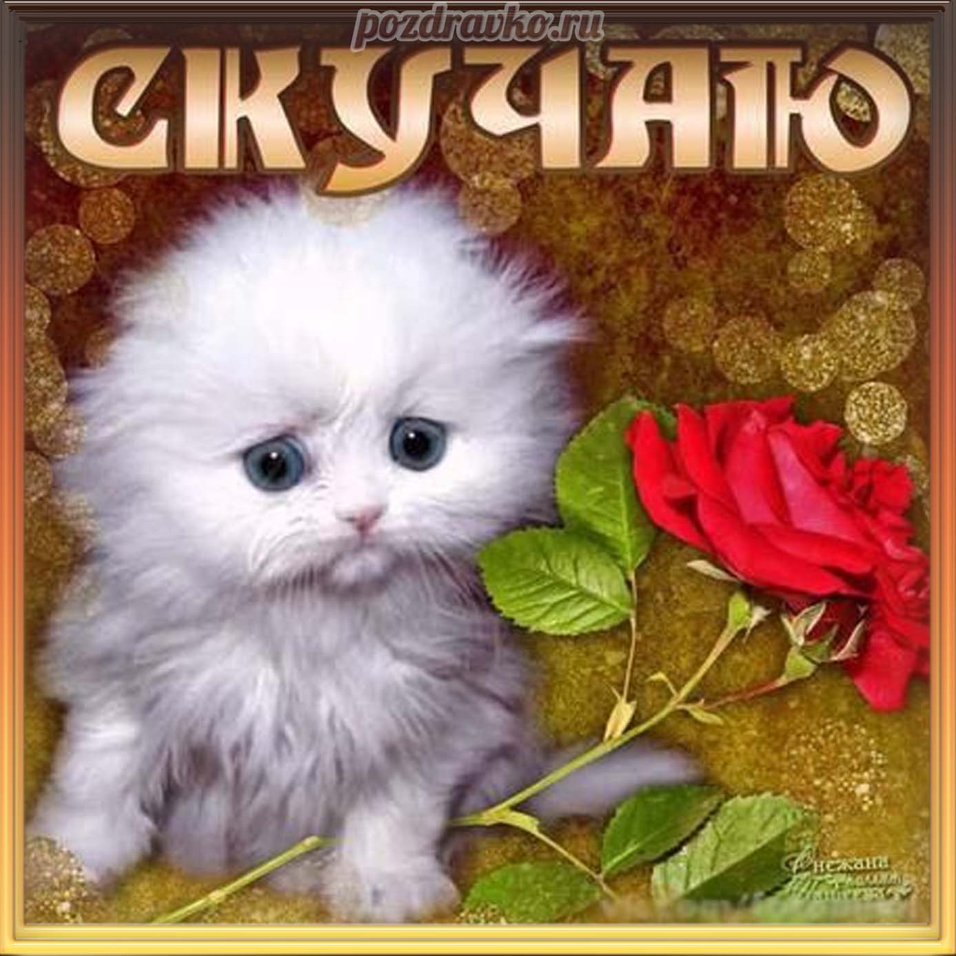 Открытка - скучающая открытка с котиком и цветочком скучаю. Скачать бесплатно или отправить картинку.